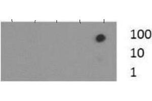 Dot Blot of Rabbit Histone H3 [Trimethyl Lys37] Antibody.
