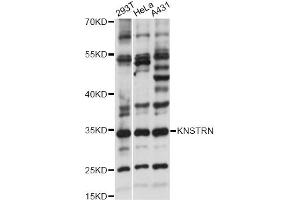 Western blot analysis of extracts of various cell lines, using KNSTRN antibody (ABIN6294154) at 1:1000 dilution.