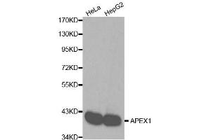 Western blot analysis of extracts of various cell lines, using APEX1 antibody. (APEX1 antibody  (AA 1-318))