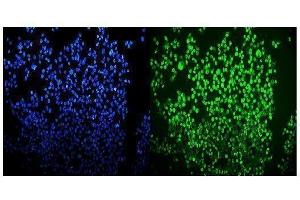 IF analysis of OGT using anti-OGT antibody (ABIN3043893). (OGT antibody  (C-Term))