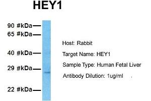 Host: Rabbit Target Name: HEY1 Sample Tissue: Human Fetal Lung Antibody Dilution: 1.