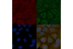 CRMP-1 Mouse Monoclonal Antibody staining Hela cells by IF/ICC.