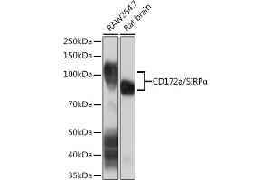 Western blot analysis of extracts of various cell lines, using CD172a/SIRPα Rabbit mAb (ABIN7270316) at 1:1000 dilution. (SIRPA antibody)