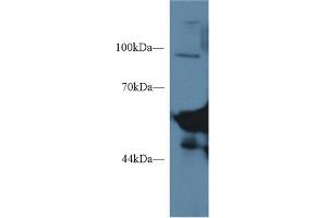 Western Blot; Sample: Mouse Serum; Primary Ab: 1µg/ml Rabbit Anti-Mouse AMY1 Antibody Second Ab: 0.