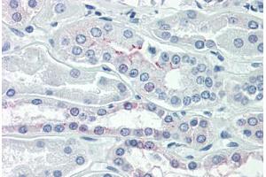 Human Kidney (formalin-fixed, paraffin-embedded) stained with OCLN antibody ABIN337048 at 10 ug/ml followed by biotinylated anti-mouse IgG secondary antibody ABIN481714, alkaline phosphatase-streptavidin and chromogen. (Occludin antibody  (C-Term))