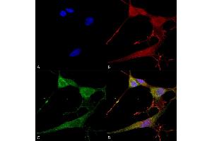 Immunocytochemistry/Immunofluorescence analysis using Mouse Anti-NrCAM Monoclonal Antibody, Clone S364-51 (ABIN1741300). (NrCAM antibody  (Extracellular Domain) (HRP))