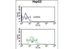 BLOC1S2 Antibody (Center) (ABIN651729 and ABIN2840378) flow cytometric analysis of HepG2 cells (bottom histogram) compared to a negative control cell (top histogram). (BLOC1S2 antibody  (AA 14-40))