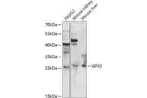 Western blot analysis of extracts of various cell lines, using GPX3 antibody (ABIN6132830, ABIN6141369, ABIN6141370 and ABIN6216780) at 1:1000 dilution. (GPX3 antibody)