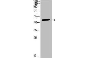 Western Blot analysis of 3T3 cells using Antibody diluted at 500 (CHID1 antibody  (AA 81-130))