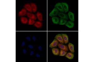 ABIN7094636 and ABIN7098686 staining Hela cells by IF/ICC. (STARD7 antibody  (C-Term))