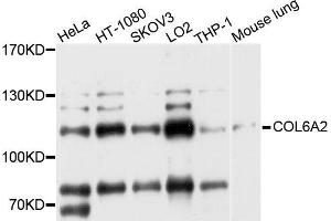 Western blot analysis of extract of various cells, using COL6A2 antibody. (COL6A2 antibody)