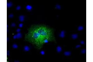 Anti-APP mouse monoclonal antibody (ABIN2452760) immunofluorescent staining of COS7 cells transiently transfected by pCMV6-ENTRY APP (RC221339). (APP antibody)