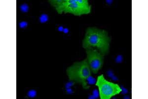 Immunofluorescence (IF) image for anti-SHC (Src Homology 2 Domain Containing) Transforming Protein 1 (SHC1) antibody (ABIN1499993) (SHC1 antibody)