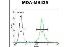 CCR8 Antibody (C-term) (ABIN654442 and ABIN2844176) flow cytometric analysis of MDA-M cells (right histogram) compared to a negative control (left histogram). (CCR8 antibody  (AA 305-335))