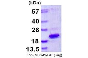 SDS-PAGE (SDS) image for High Mobility Group AT-Hook 1 (HMGA1) (AA 1-107) protein (His tag) (ABIN667938)