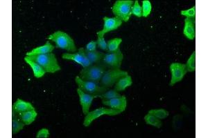 Immunofluorescence staining of HepG2 cells with ABIN7140126 at 1:168, counter-stained with DAPI. (STK4 antibody  (AA 6-24))