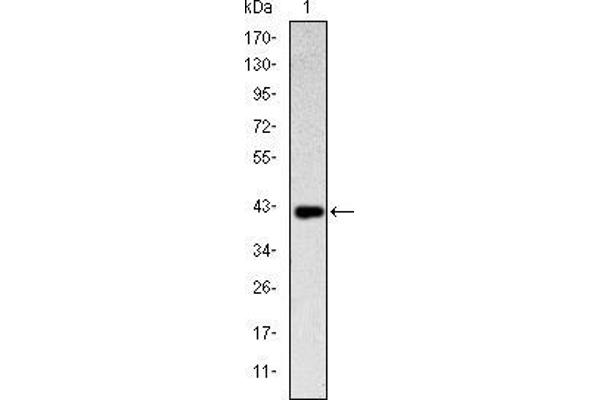 CD94 antibody