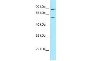 WB Suggested Anti-LRRFIP2 Antibody Titration: 1.