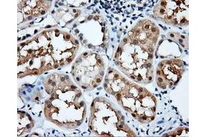 Immunohistochemical staining of paraffin-embedded Kidney tissue using anti-NIT2 mouse monoclonal antibody.