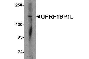 Western blot analysis of UHRF1BP1L in mouse brain tissue lysate with UHRF1BP1L antibody at 1 µg/mL (UHRF1BP1L antibody  (Middle Region))