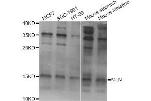 Western blot analysis of extracts of various cell lines, using MLN Antibody (ABIN5973790) at 1/1000 dilution. (Motilin antibody)