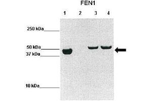 WB Suggested Anti-FEN1 Antibody  Positive Control: Lane1: hFEN1 (1-336), Lane2: uninduced BL21, Lane3: 2h induced BL21, Lane4: overnight induced BL21  Primary Antibody Dilution :  1:2000 Secondary Antibody :  Goat anti-rabbit-HRP Secondry Antibody Dilution :  1:10,000 Submitted by: Prof. (FEN1 antibody  (N-Term))