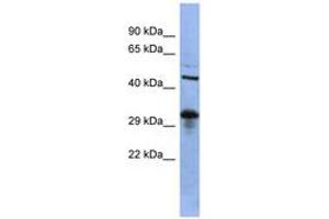 Image no. 1 for anti-SRY (Sex Determining Region Y)-Box 2 (SOX2) (C-Term) antibody (ABIN6742755) (SOX2 antibody  (C-Term))
