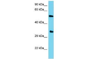 Host: Rabbit Target Name: C1orf228 Sample Type: HepG2 Whole Cell lysates Antibody Dilution: 1. (C1ORF228 antibody  (N-Term))