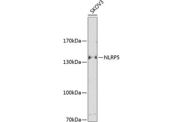 NLRP5 antibody  (AA 157-256)