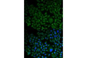 Immunofluorescence (IF) image for anti-Farnesyl-Diphosphate Farnesyltransferase 1 (FDFT1) antibody (ABIN1882356)