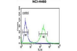 Flow cytometric analysis of NCI-H460 cells (right histogram) compared to a negative control cell (left histogram) using Spartin / SPG20  Antibody (N-term), followed by FITC-conjugated goat-anti-rabbit secondary antibodies. (SPG20 antibody  (N-Term))