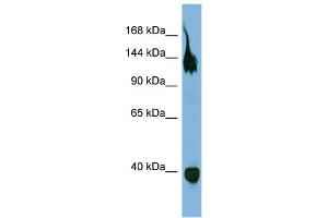 WB Suggested Anti-SEMA6A  Antibody Titration: 0. (SEMA6A antibody  (Middle Region))