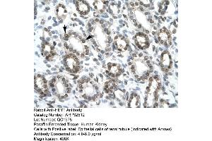 Rabbit Anti-HEY1 Antibody  Paraffin Embedded Tissue: Human Kidney Cellular Data: Epithelial cells of renal tubule Antibody Concentration: 4. (HEY1 antibody  (C-Term))