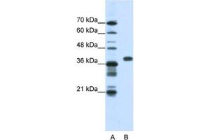 Western Blotting (WB) image for anti-Poly(rC) Binding Protein 1 (PCBP1) antibody (ABIN2462201) (PCBP1 antibody)