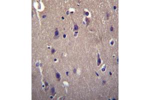 CARTPT Antibody (N-term) (ABIN656505 and ABIN2845777) immunohistochemistry analysis in formalin fixed and paraffin embedded human brain tissue followed by peroxidase conjugation of the secondary antibody and DAB staining. (CARTPT antibody  (N-Term))
