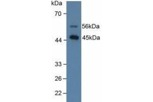 Figure. (SFTPD antibody  (AA 21-375))