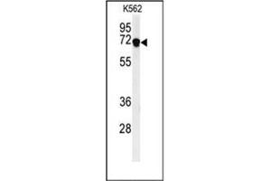 Western blot analysis of DENND1A Antibody (C-term) in K562 cell line lysates (35ug/lane). (DENND1A antibody  (C-Term))