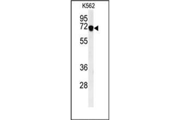DENND1A Antikörper  (C-Term)