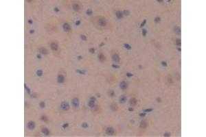IHC-P analysis of Mouse Tissue, with DAB staining. (WNT10A antibody  (AA 108-343))