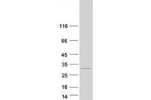Validation with Western Blot (CNTF Protein (Myc-DYKDDDDK Tag))