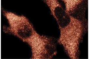 Immunofluorescence staining of human fibroblasts. (MEK2 antibody  (AA 1-110))