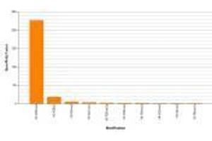 Histone H3K36me3 antibody (rAb) specificity tested by peptide array analysis. (Recombinant Histone 3 antibody  (H3K36me3))