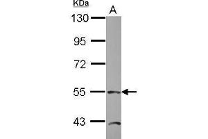 TEAD4 antibody  (Center)