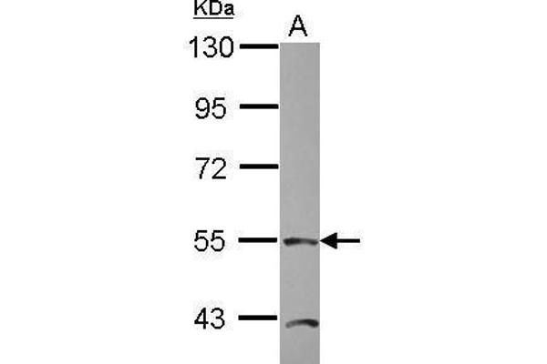 TEAD4 antibody  (Center)