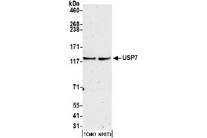Western Blotting (WB) image for anti-Ubiquitin Specific Peptidase 7 (Herpes Virus-Associated) (USP7) (C-Term) antibody (ABIN7454512) (USP7 antibody  (C-Term))