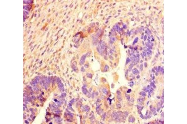SCG2 antibody  (AA 31-617)