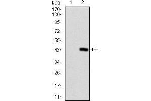 Western Blotting (WB) image for anti-Sequestosome 1 (SQSTM1) (AA 232-356) antibody (ABIN1724836)