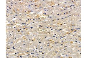 ABIN7095060 and ABIN7099116 at 1/100 staining rat heart tissue by IHC-P. (FAM105B antibody)