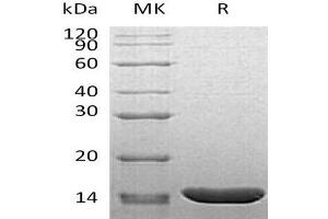 Western Blotting (WB) image for Tumor Necrosis Factor alpha (TNF alpha) (Active) protein (ABIN7320677) (TNF alpha Protein)
