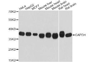 Western blot analysis of extracts of various cell lines, using GAPDH antibody. (GAPDH antibody)